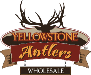 yellowstone antlers wholesale